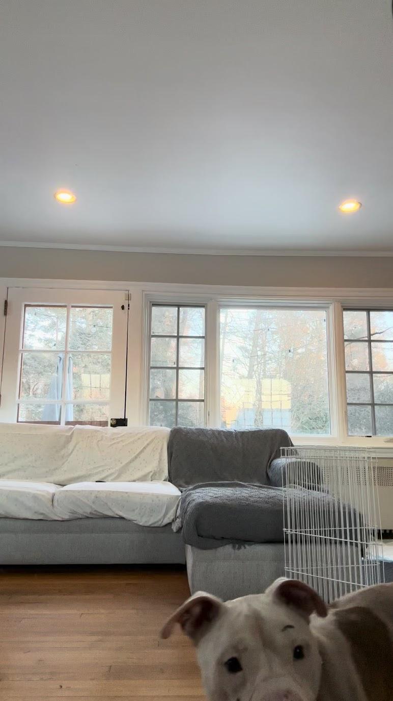 Enlarge Pizza Bagel , a ADOPTABLE Mixed Breed in Medford, NJ image 3/6