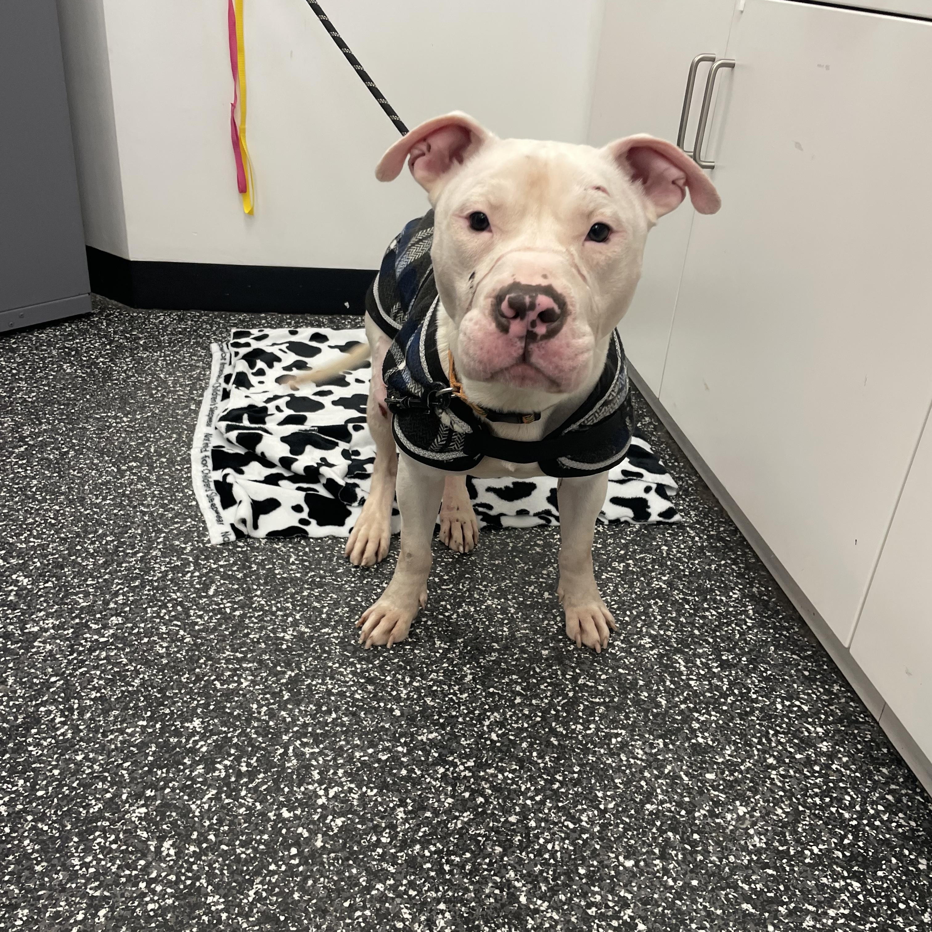 Enlarge Pizza Bagel , a ADOPTABLE Mixed Breed in Medford, NJ image 6/6