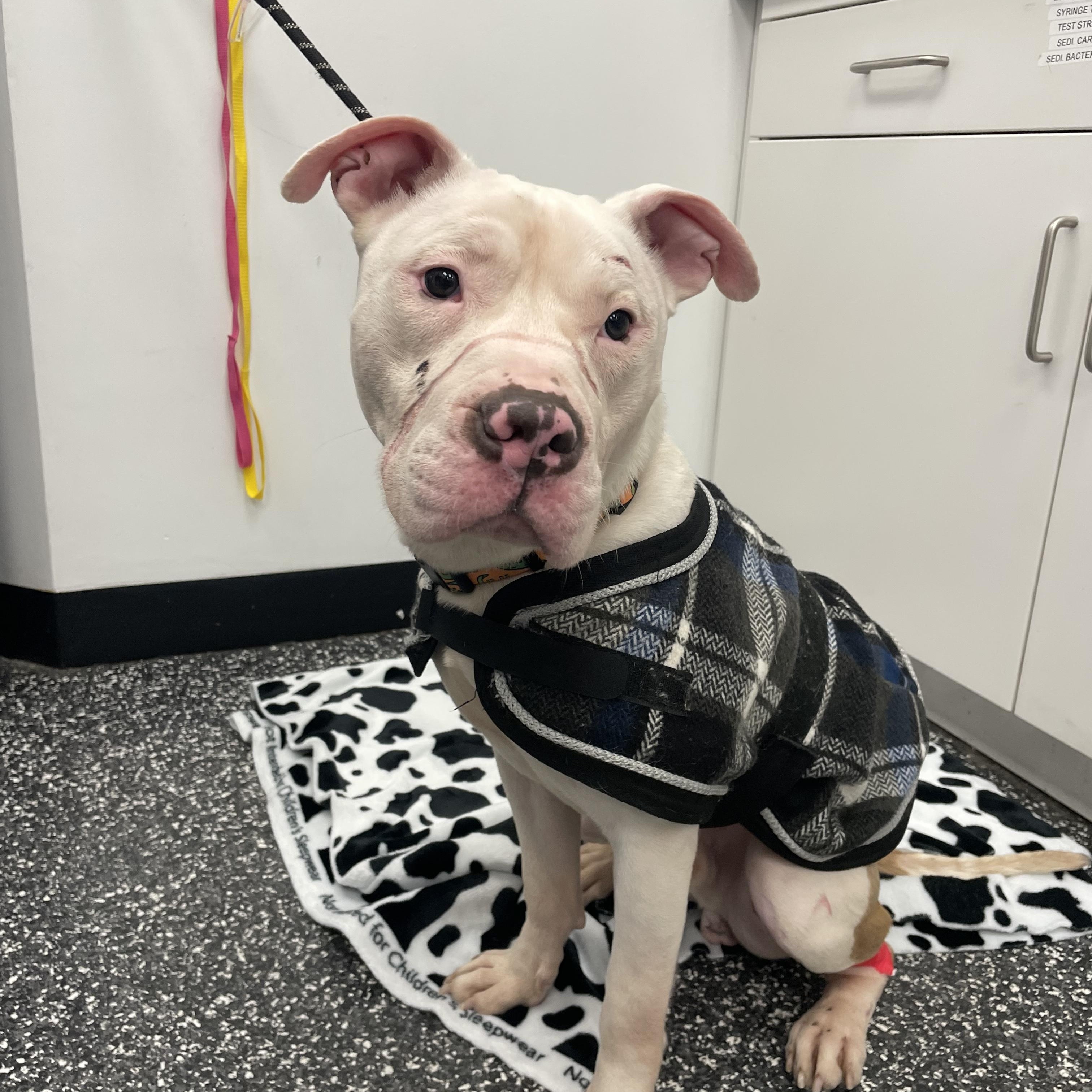 Enlarge Pizza Bagel , a ADOPTABLE Mixed Breed in Medford, NJ image 1/6