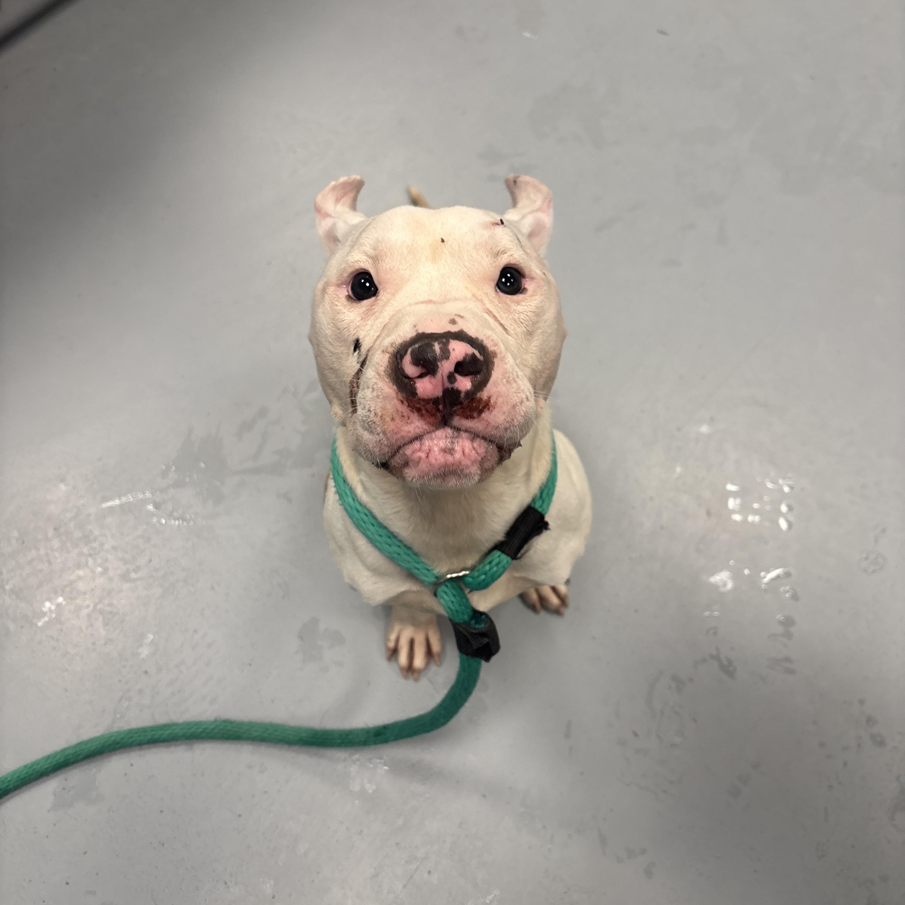 Enlarge Pizza Bagel , a ADOPTABLE Mixed Breed in Medford, NJ image 4/6