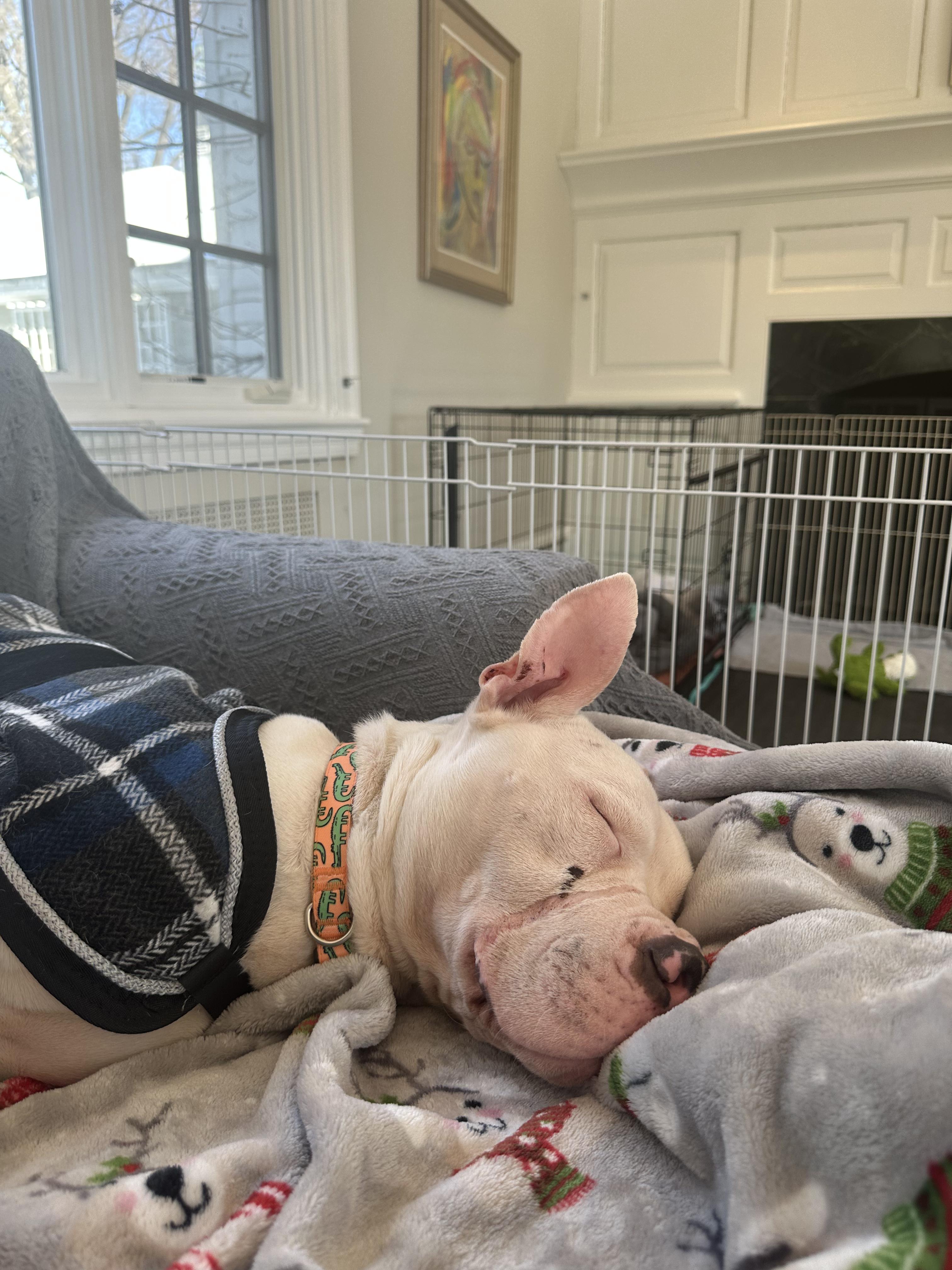 Enlarge Pizza Bagel , a ADOPTABLE Mixed Breed in Medford, NJ image 2/6