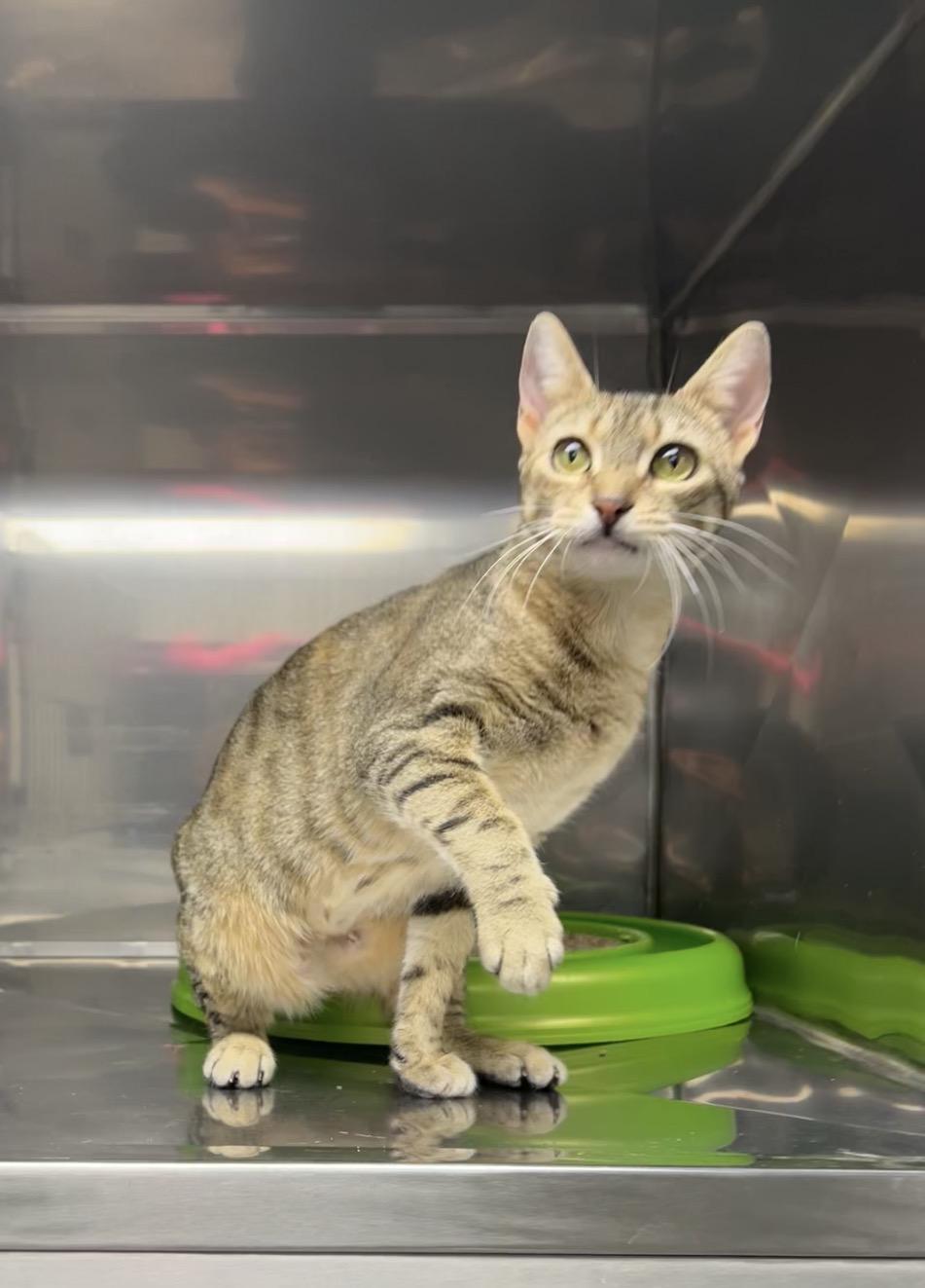 Enlarge Berry, a Adoptable mixed breed in Montville, NJ image 1/2