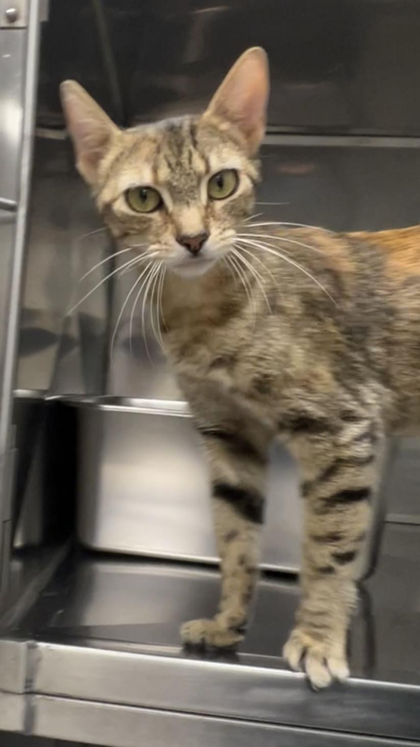 Berry, Adoptable, Young Female Domestic Short Hair & Oriental Short Hair.