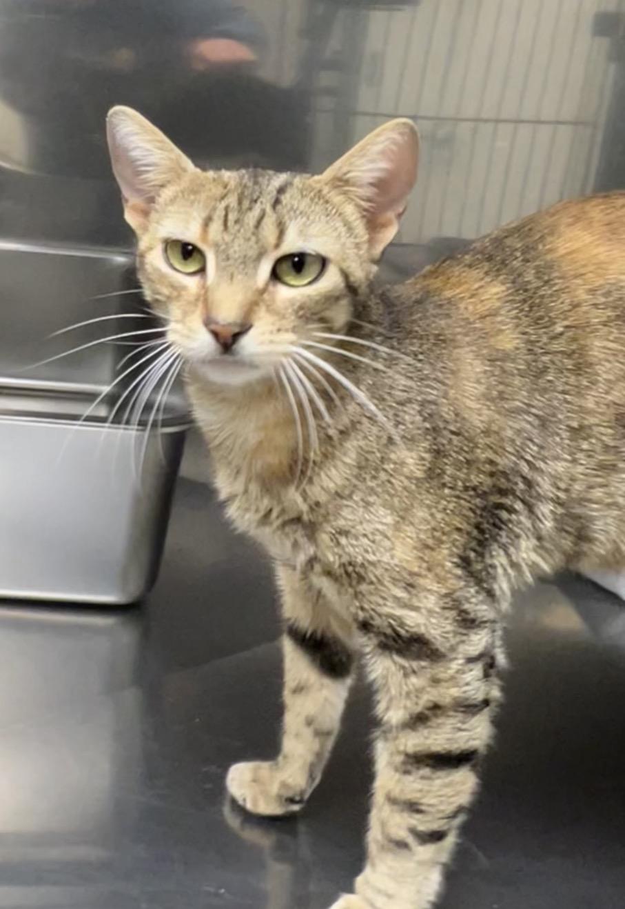 Enlarge Berry, a Adoptable mixed breed in Montville, NJ image 2/2