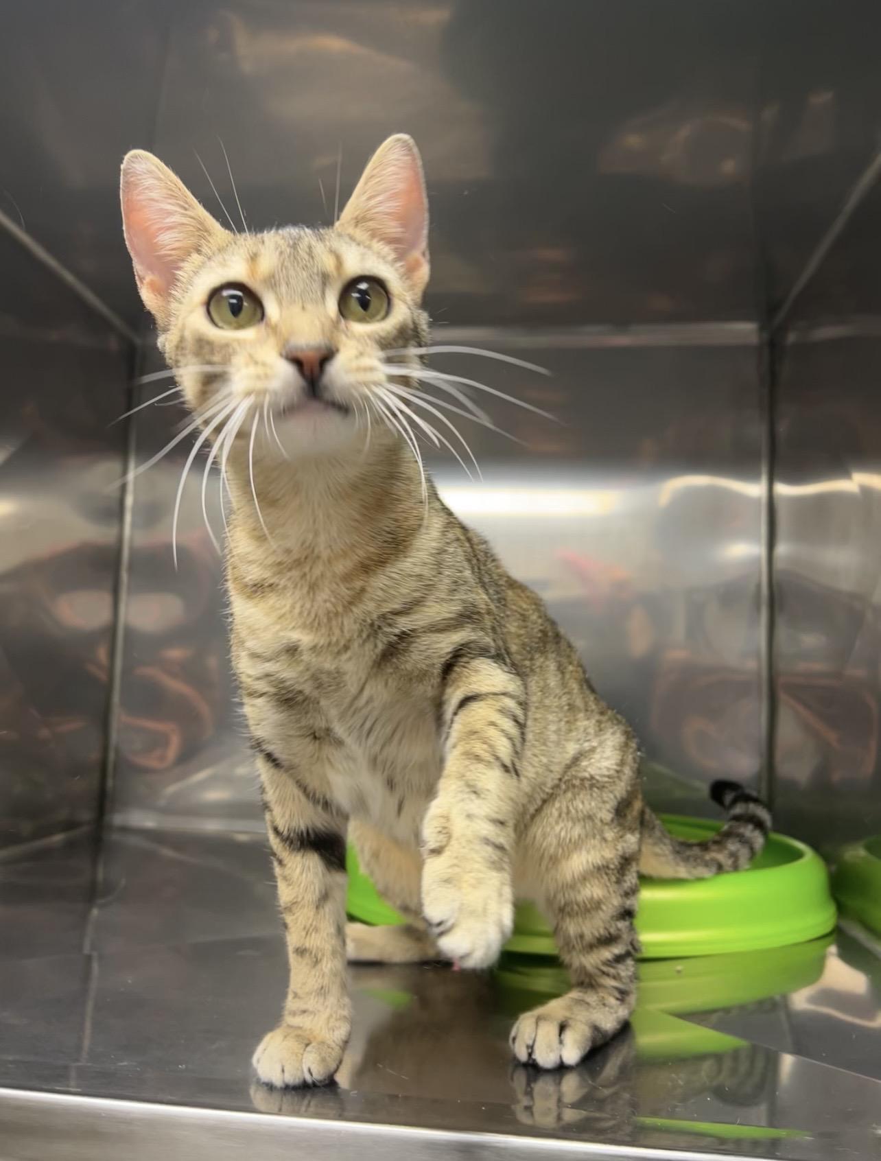 Enlarge Berry, a Adoptable mixed breed in Montville, NJ image 2/2