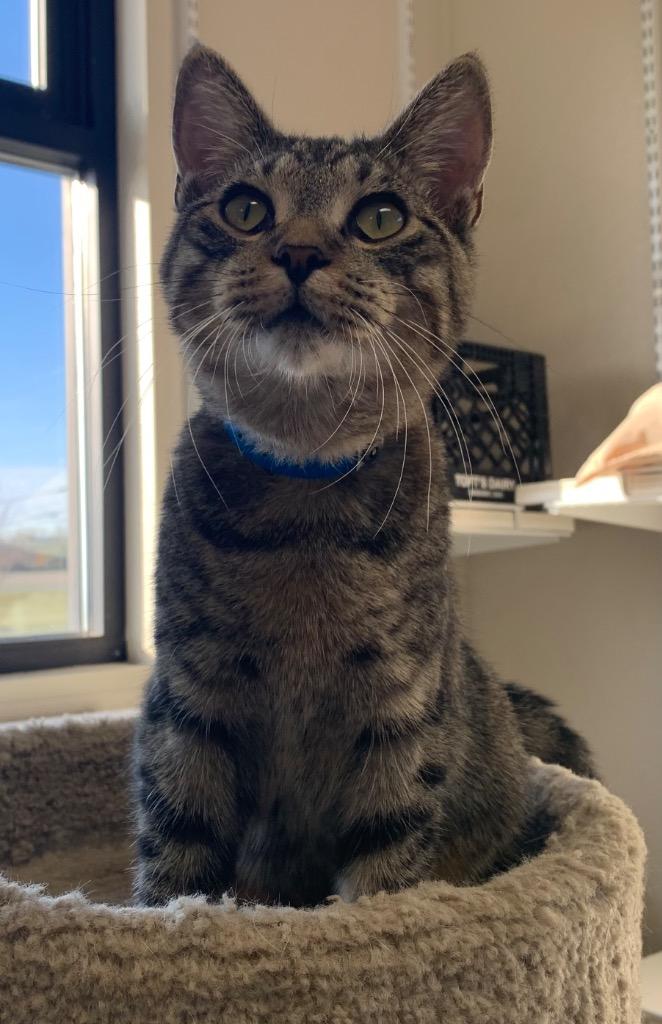 Tommy — thumbnail 2