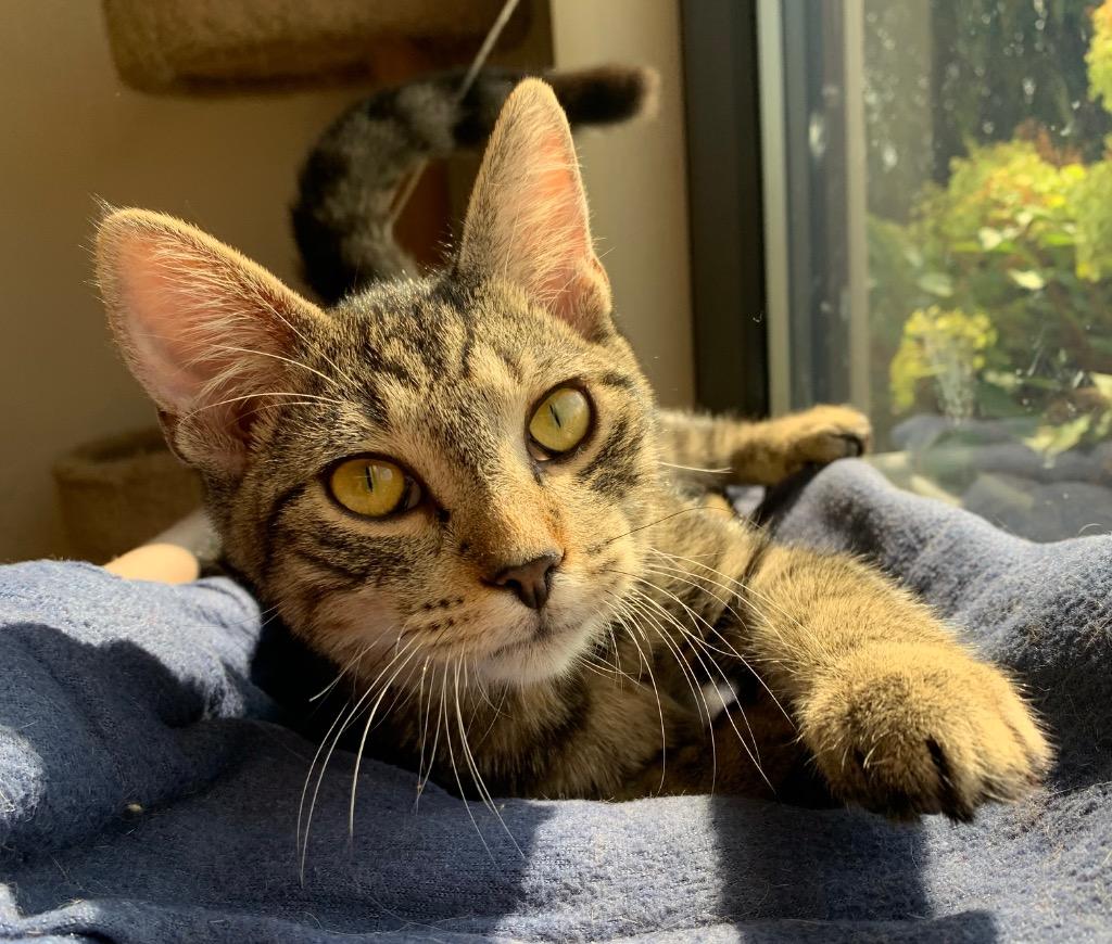 Tommy — thumbnail 4