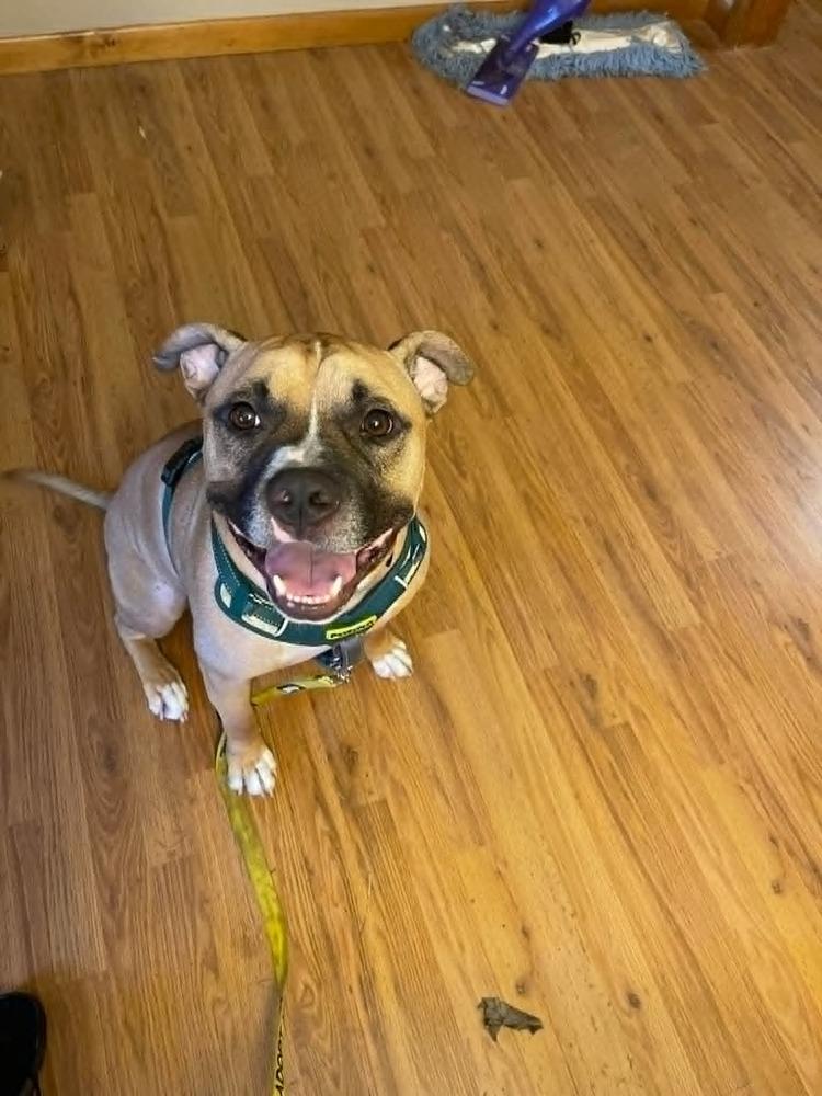 Frito, Adoptable, Adult Male Pit Bull Terrier & Boxer.
