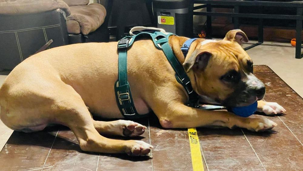 Enlarge Frito, a Adoptable mixed breed in Indianapolis, IN image 2/6
