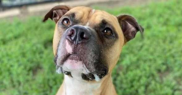 Enlarge Frito, a Adoptable mixed breed in Indianapolis, IN image 3/6