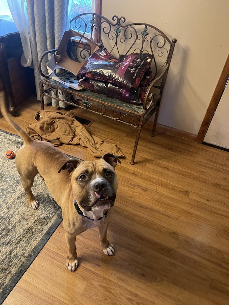 Enlarge Frito, a Adoptable mixed breed in Indianapolis, IN image 4/6