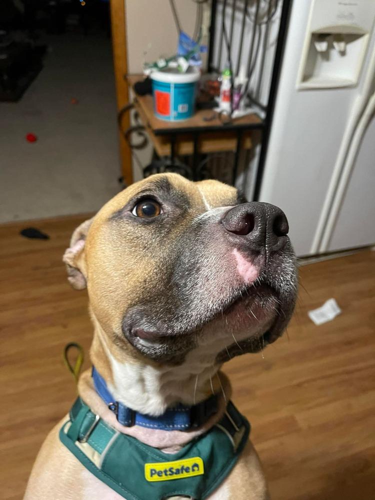 Enlarge Frito, a Adoptable mixed breed in Indianapolis, IN image 5/6