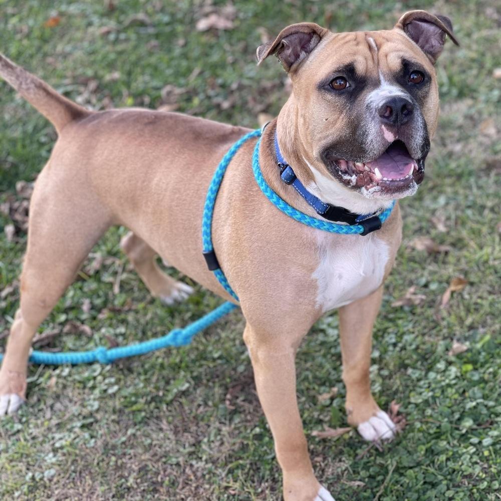 Enlarge Frito, a Adoptable mixed breed in Indianapolis, IN image 6/6
