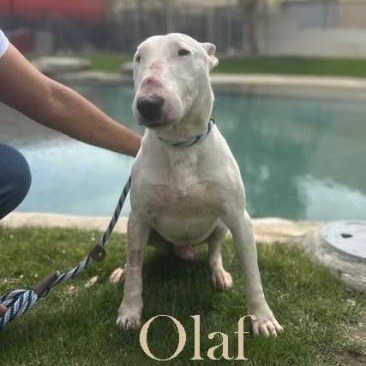 Enlarge Olaf, an adopted Bull Terrier in Palm Desert, CA image 1/1