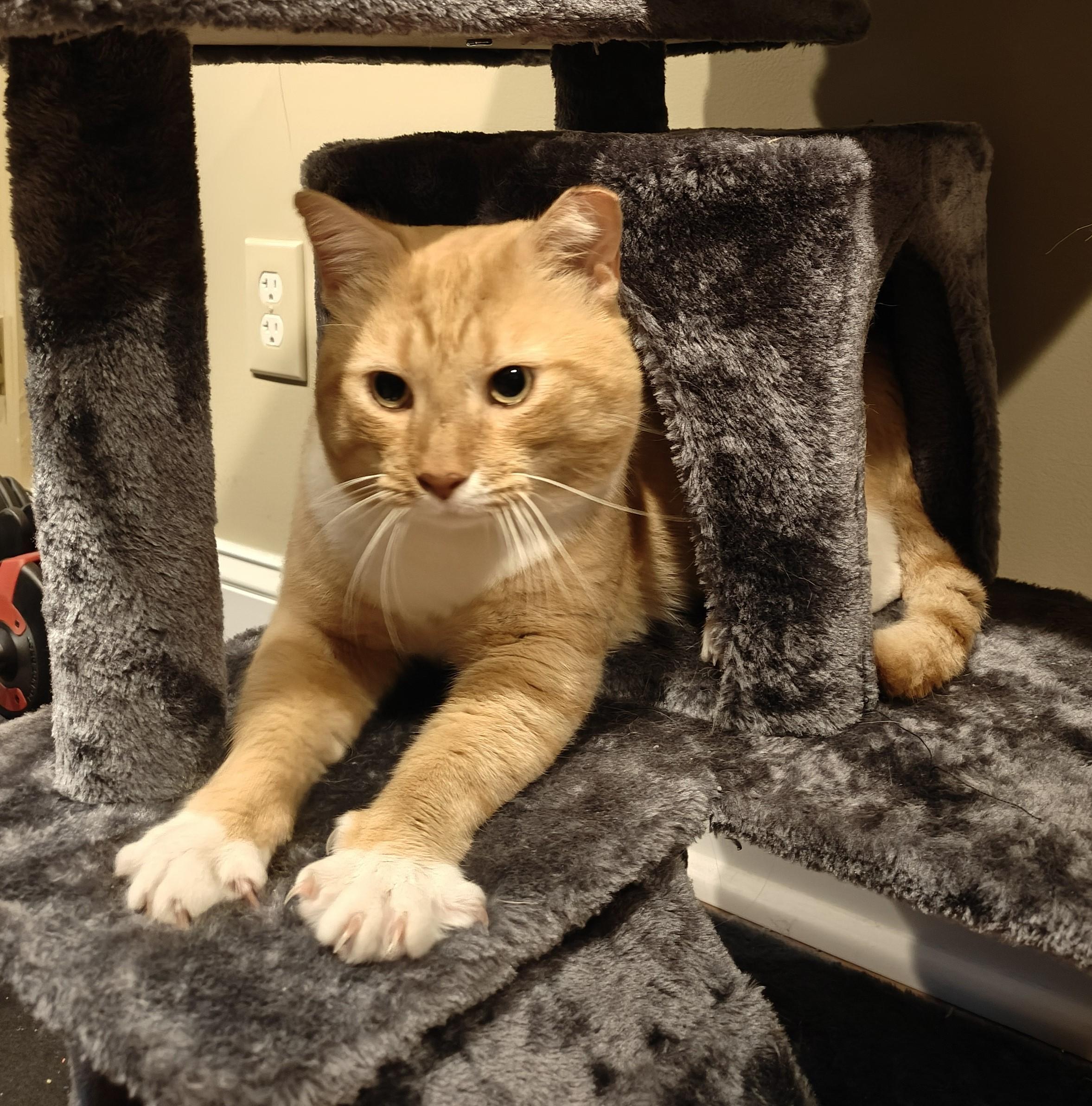 Enlarge Sweet Potato-FIV Positively Wonderful & Ready to Find His Person, a Adoptable Tabby in Laurel, MD image 6/6