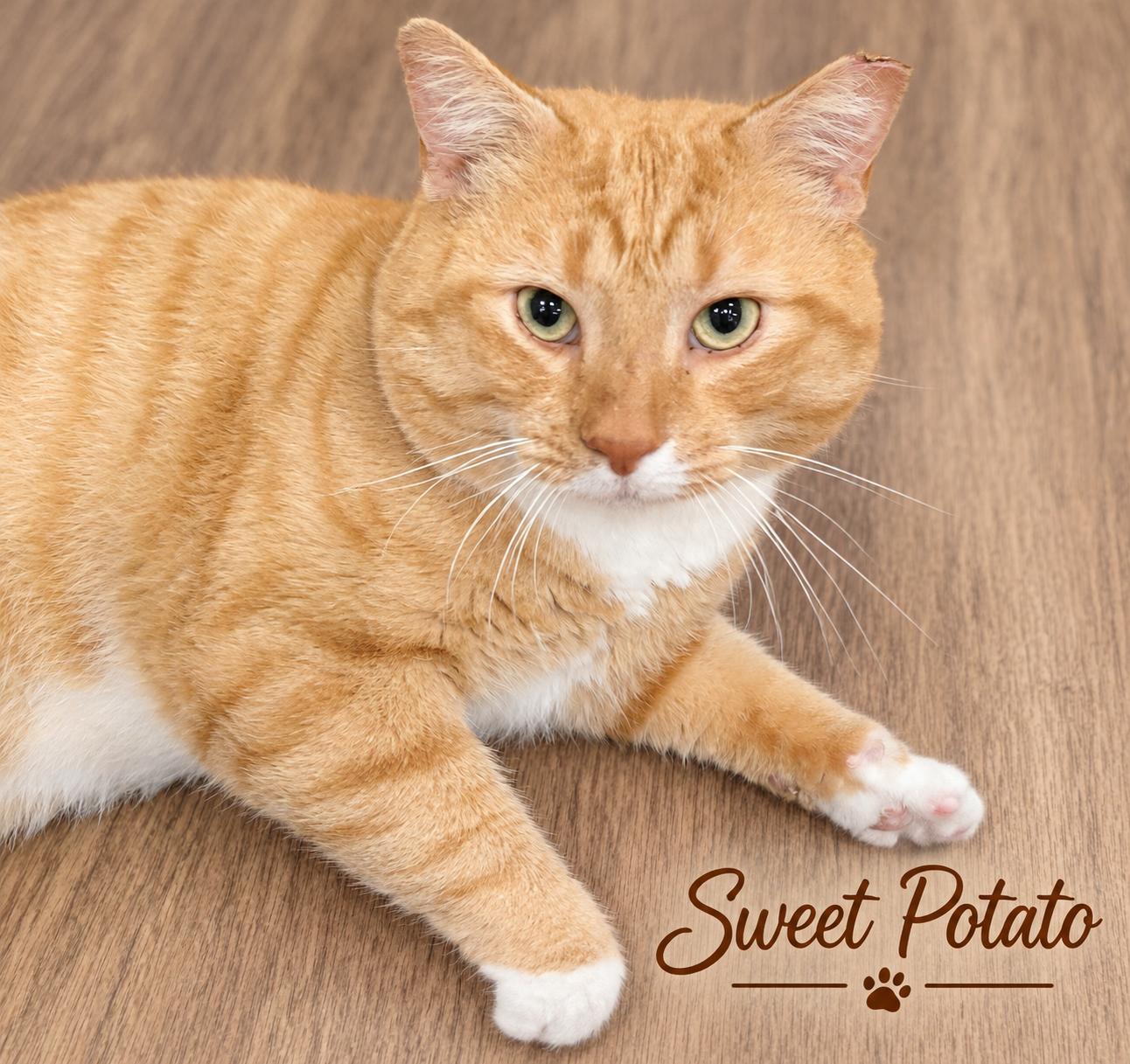 Sweet Potato-FIV Positively Wonderful & Ready to Find His Person, Adoptable, Adult Male Tabby.