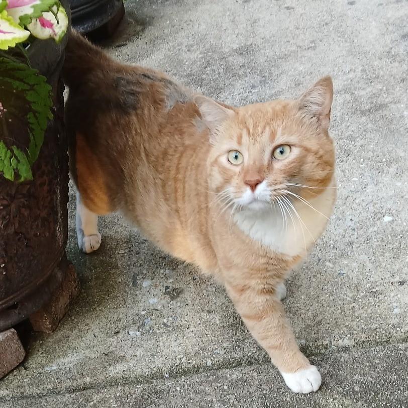 Enlarge Sweet Potato-FIV Positively Wonderful & Ready to Find His Person, a Adoptable Tabby in Laurel, MD image 3/6