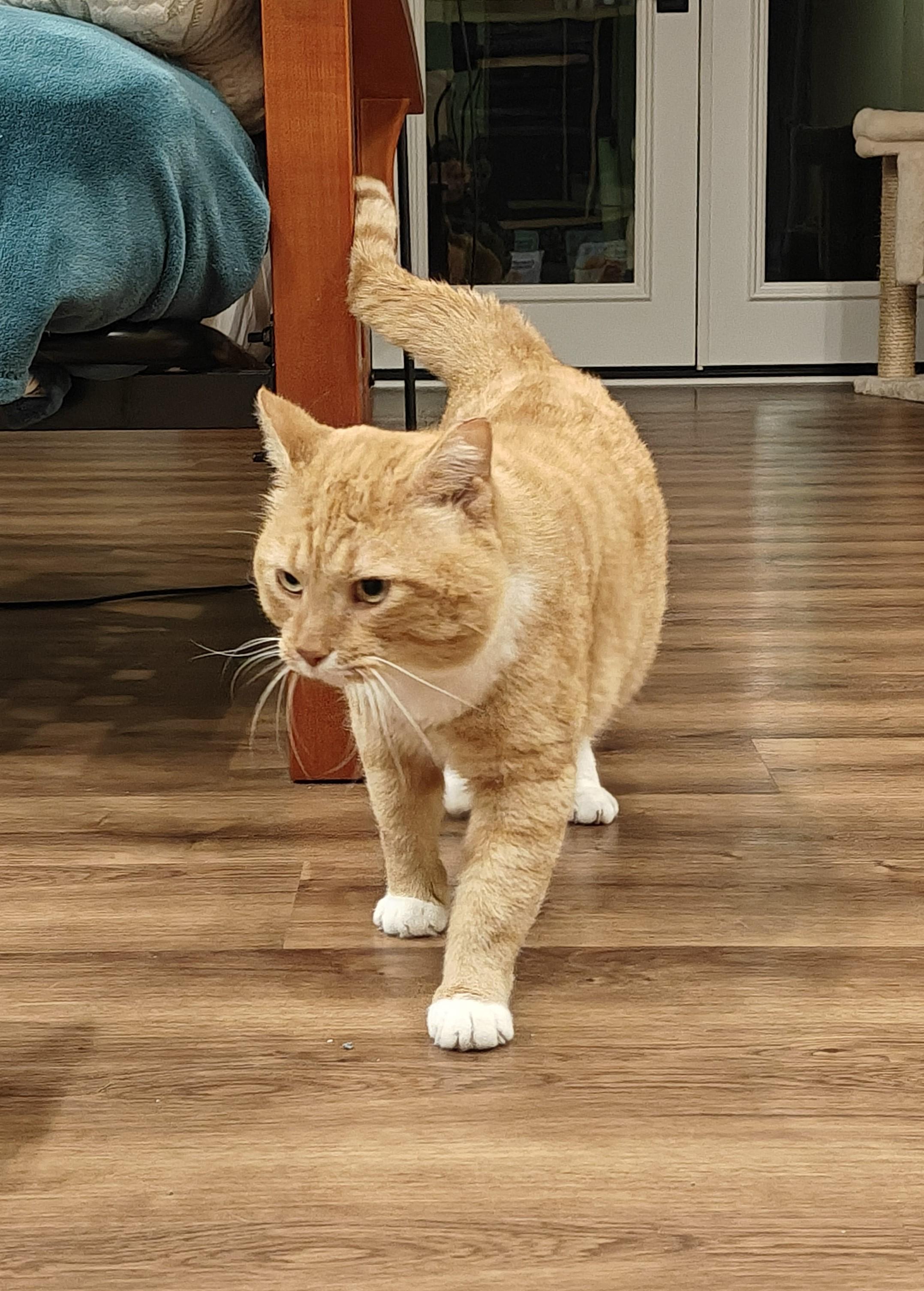 Enlarge Sweet Potato-FIV Positively Wonderful & Ready to Find His Person, a Adoptable Tabby in Laurel, MD image 5/6