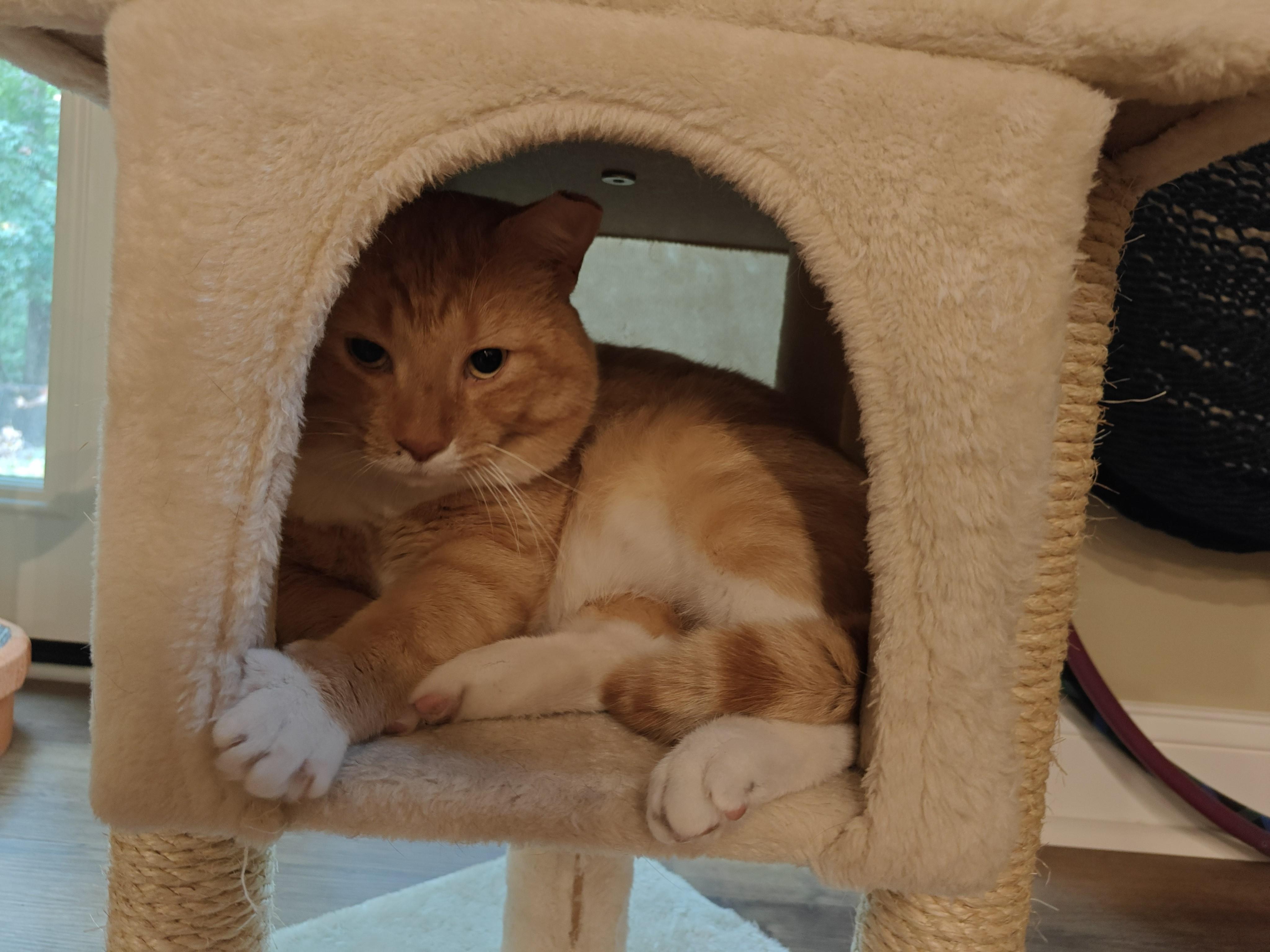 Enlarge Sweet Potato-FIV Positively Wonderful & Ready to Find His Person, a Adoptable Tabby in Laurel, MD image 4/6