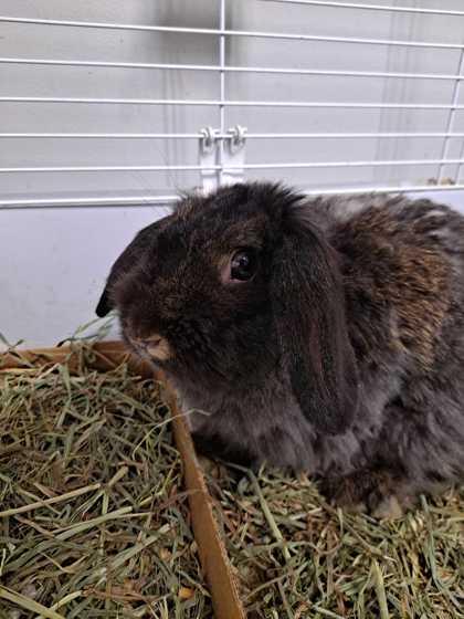 Barcus, Adoptable, Young Female Bunny Rabbit & Bunny Rabbit.