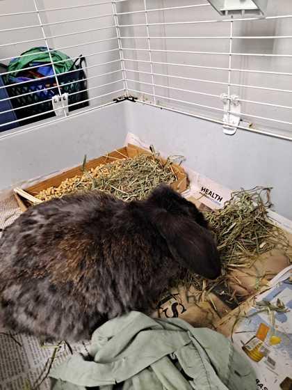 Enlarge Barcus, a Adoptable mixed breed in Knoxville, TN image 2/3