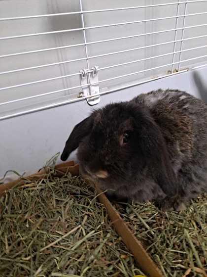 Enlarge Barcus, a Adoptable mixed breed in Knoxville, TN image 3/3