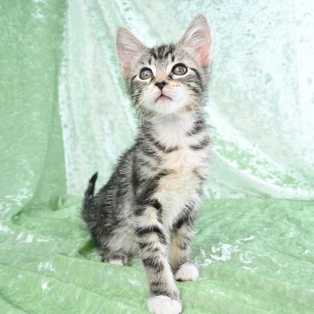 Enlarge Dexter, a Adoptable Domestic Short Hair in Mobile, AL image 1/6