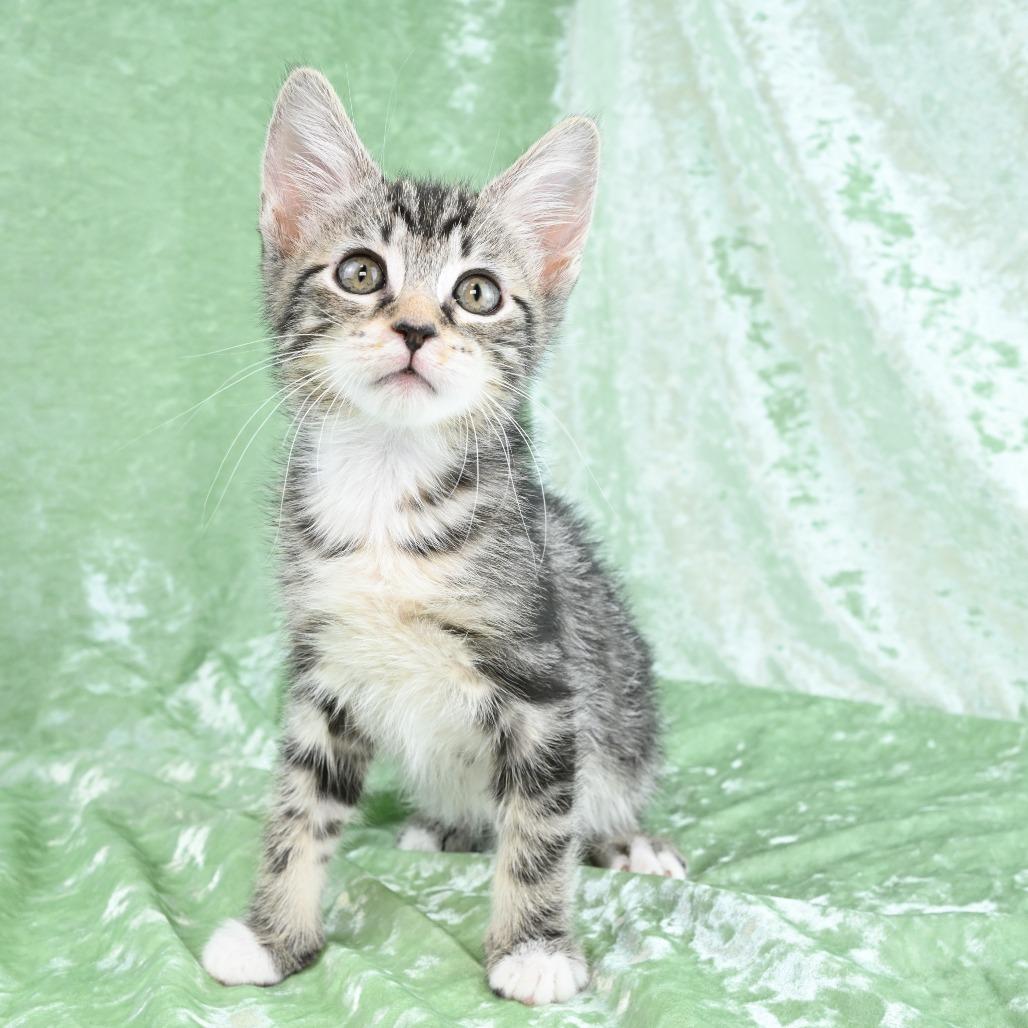 Enlarge Dexter, a Adoptable Domestic Short Hair in Mobile, AL image 2/6