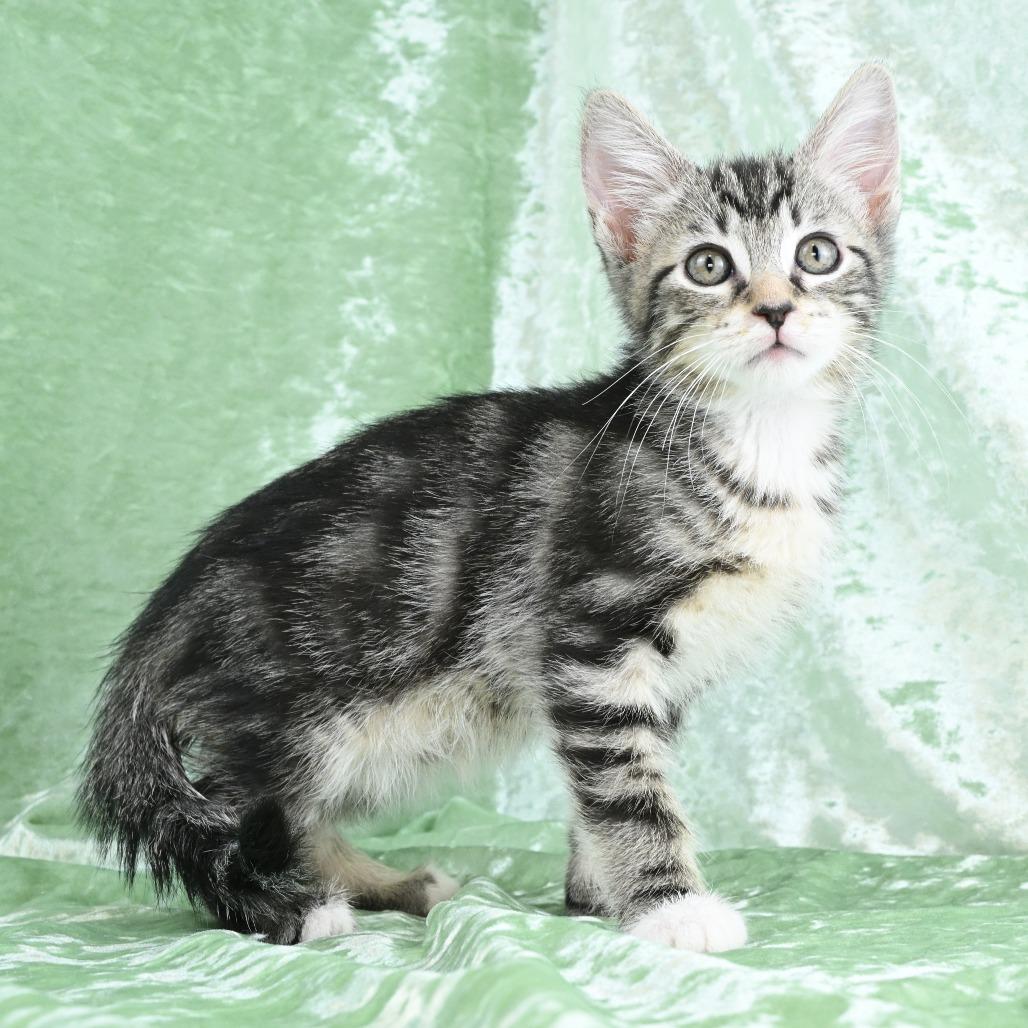 Enlarge Dexter, a Adoptable Domestic Short Hair in Mobile, AL image 3/6