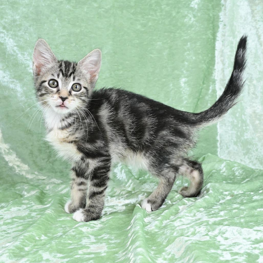 Enlarge Dexter, a Adoptable Domestic Short Hair in Mobile, AL image 4/6