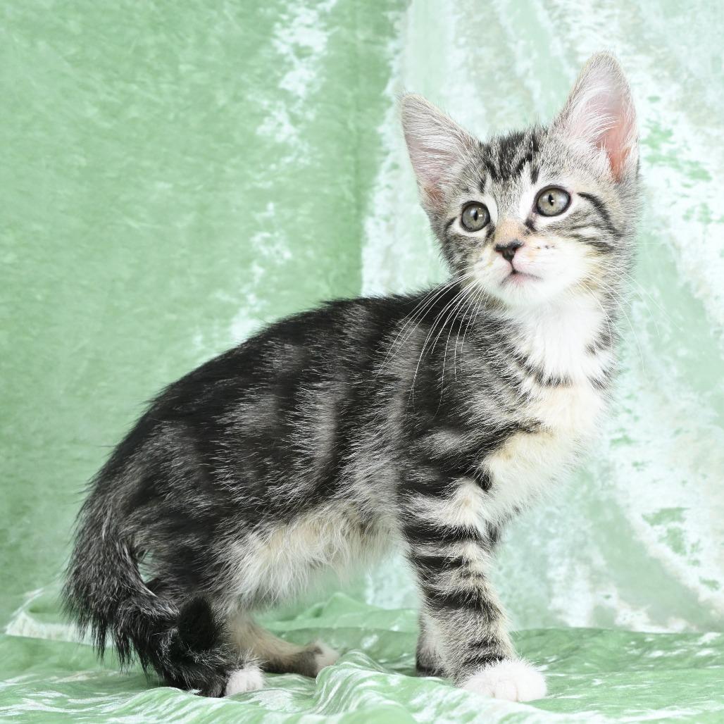 Enlarge Dexter, a Adoptable Domestic Short Hair in Mobile, AL image 5/6