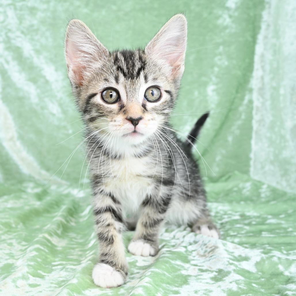 Enlarge Dexter, a Adoptable Domestic Short Hair in Mobile, AL image 6/6