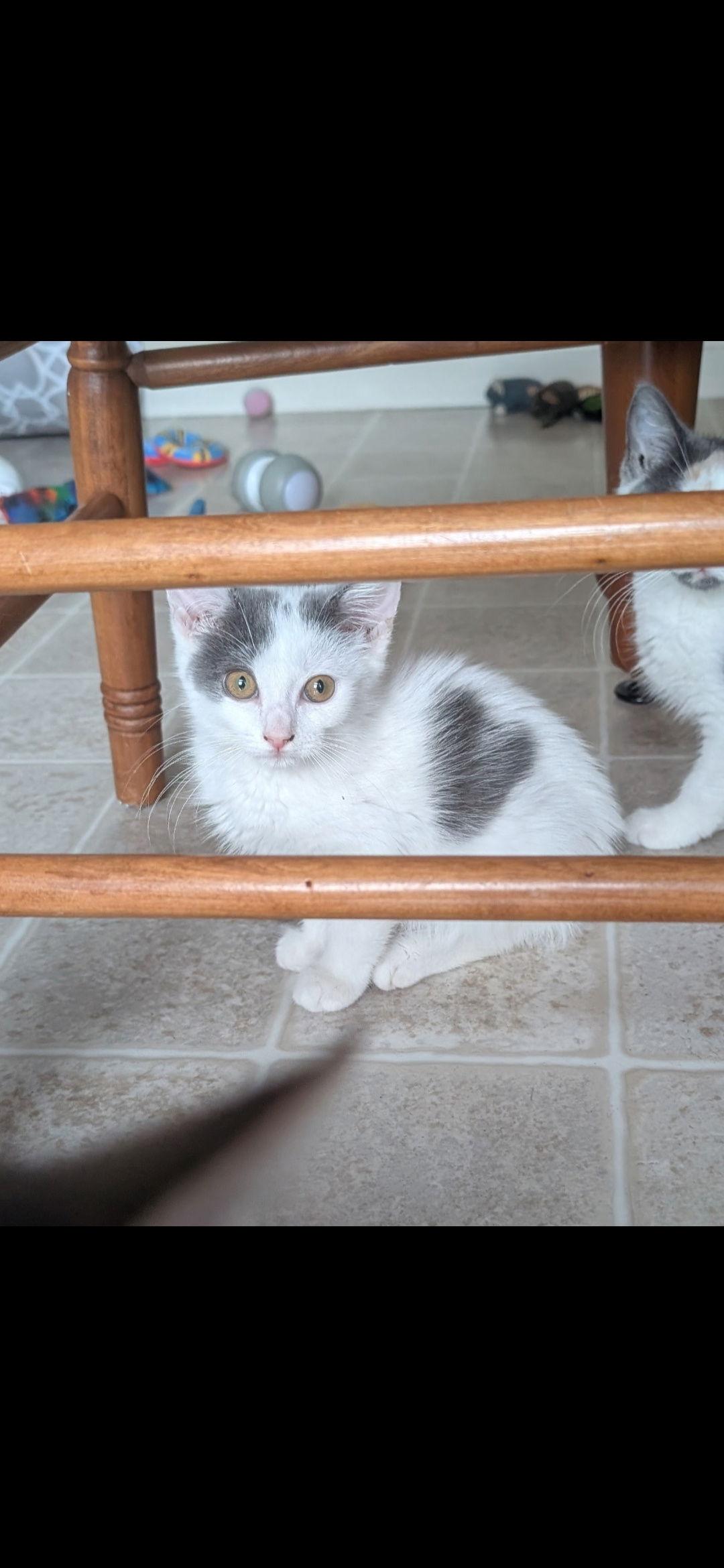 Angel, Adopted, Kitten Female Domestic Short Hair.