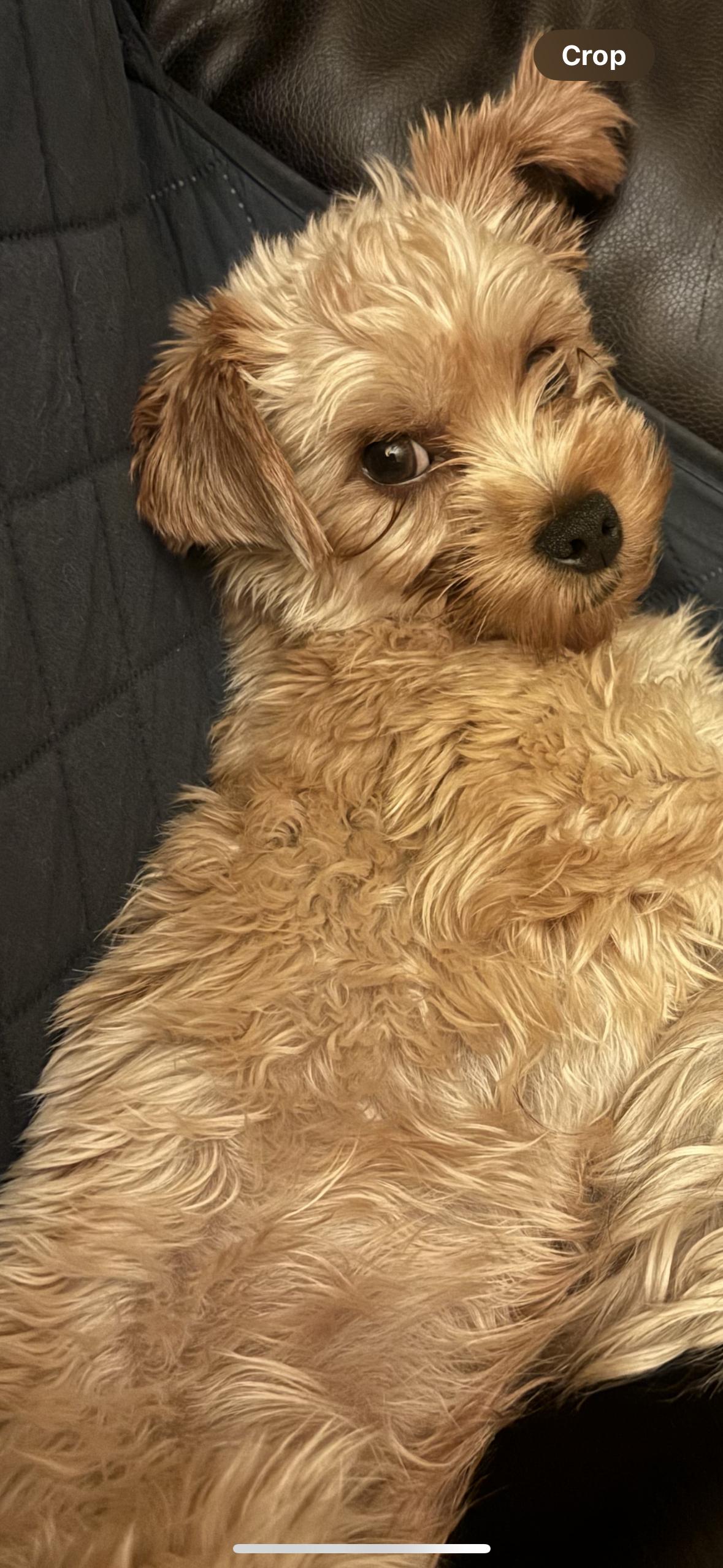 Scooby, Adopted, Adult Male Yorkshire Terrier.