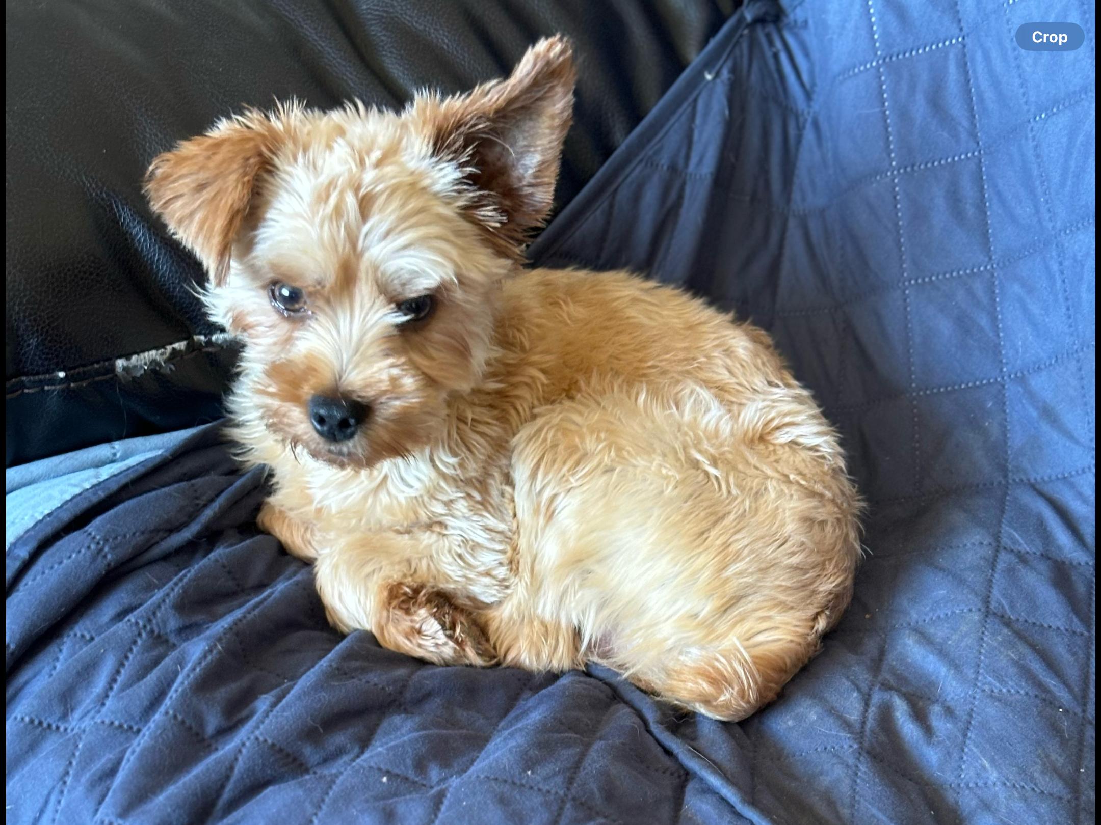 Enlarge Scooby, a Adopted Yorkshire Terrier in Eighty Four, PA image 2/3