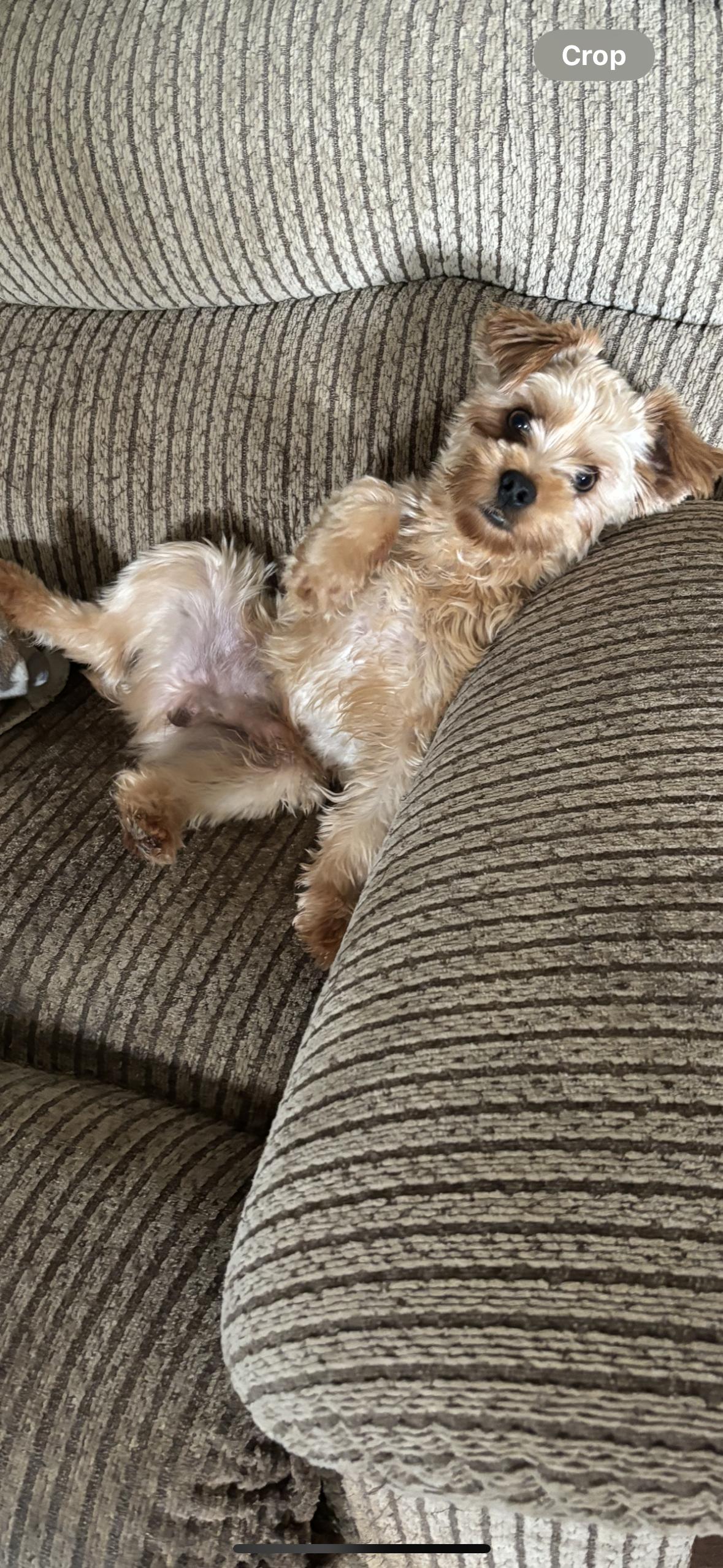 Enlarge Scooby, a Adopted Yorkshire Terrier in Eighty Four, PA image 3/3