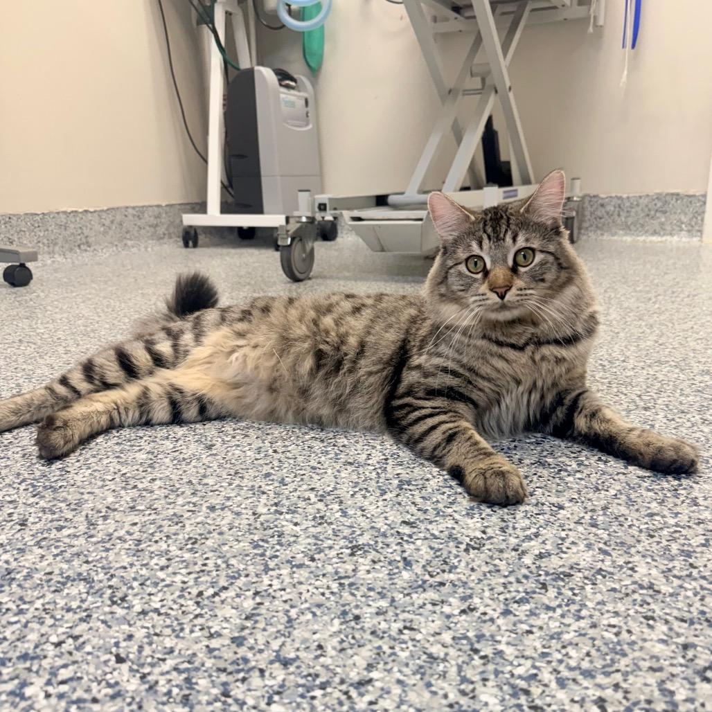 Enlarge Oliver, a Adoptable Domestic Long Hair in Great Falls, MT image 3/4