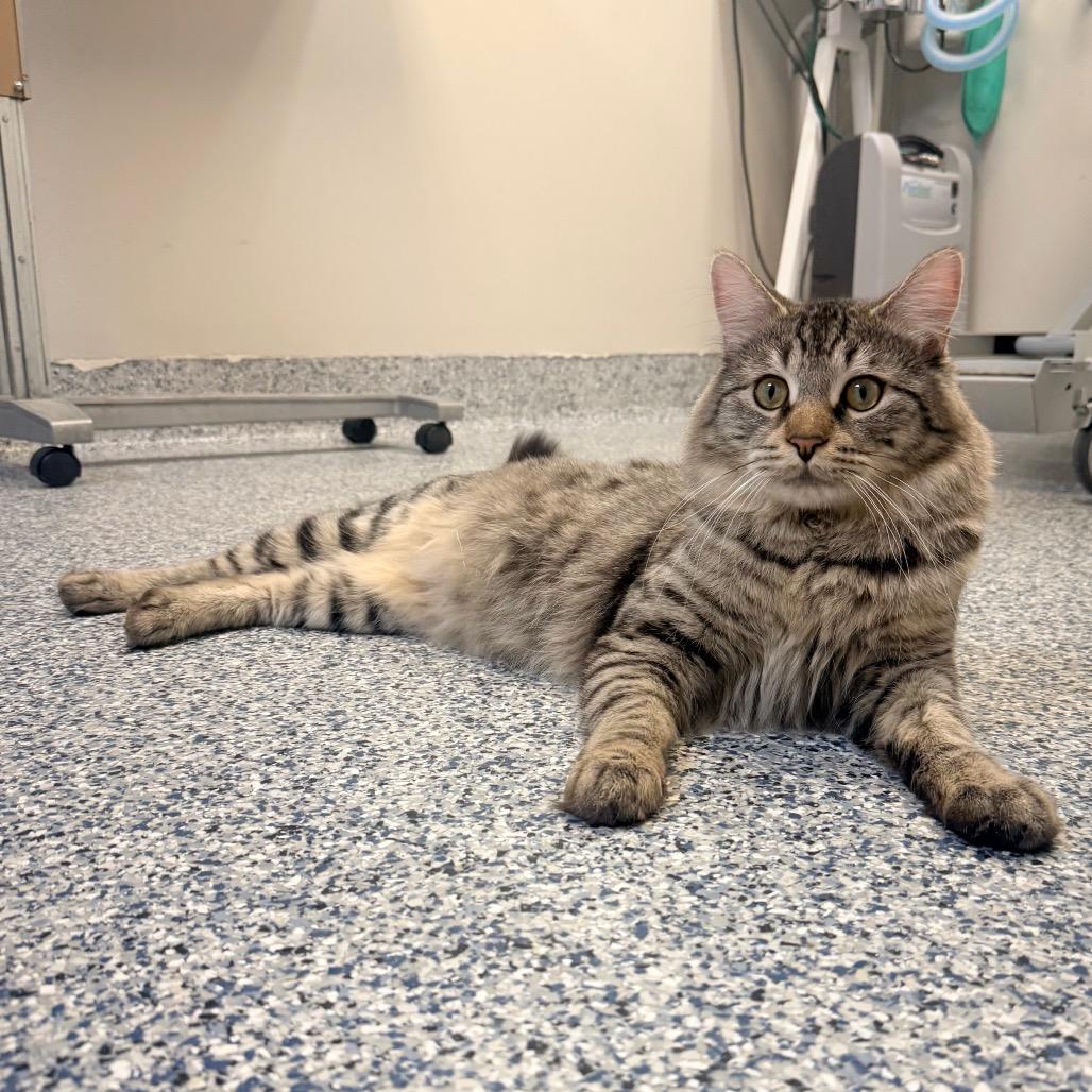 Enlarge Oliver, a Adoptable Domestic Long Hair in Great Falls, MT image 4/4