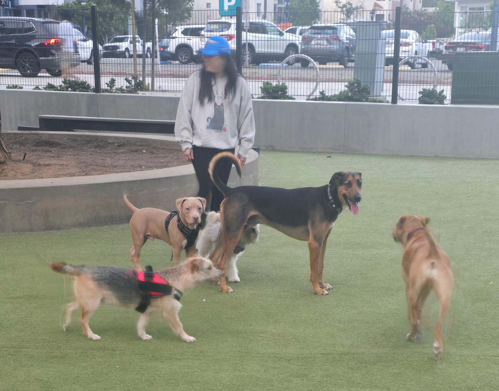 Travis, a Adoptable Doberman Pinscher in San Diego , CA image 5/6