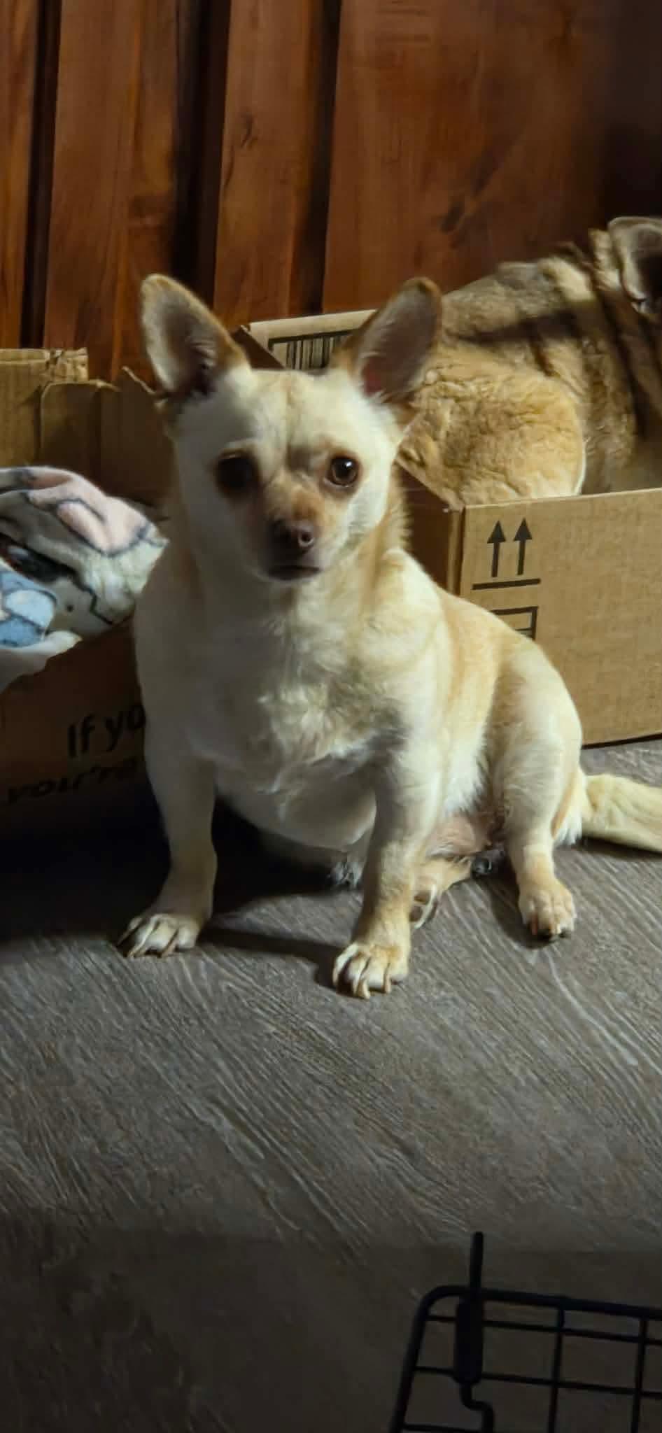 Cali, a Adopted mixed breed in Westminster, MD image 1/3