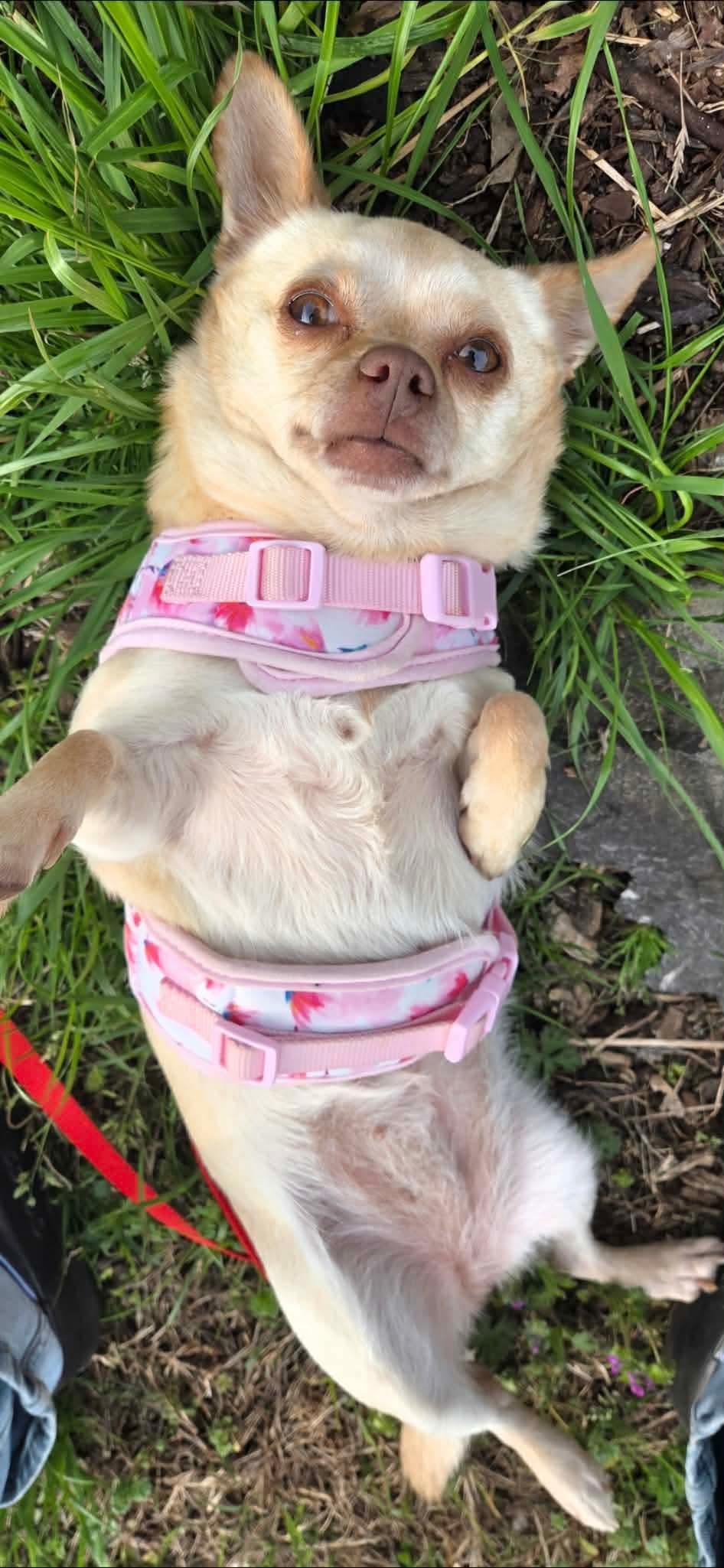 Cali, a Adopted mixed breed in Westminster, MD image 2/3