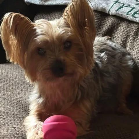 Gidget, Adoptable, Adult Female Yorkshire Terrier.
