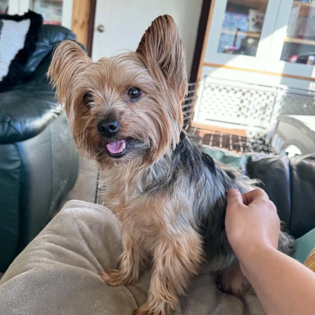 Enlarge Gidget, a Adoptable Yorkshire Terrier in Martinsburg, WV image 2/4