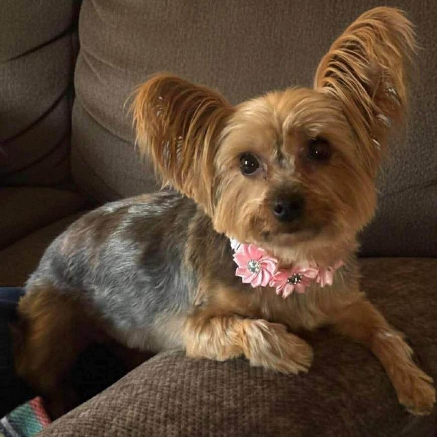 Enlarge Gidget, a Adoptable Yorkshire Terrier in Martinsburg, WV image 3/4