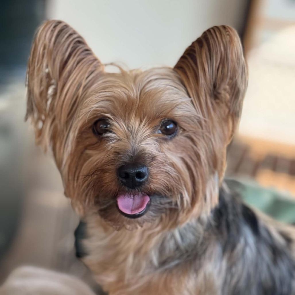 Enlarge Gidget, a Adoptable Yorkshire Terrier in Martinsburg, WV image 4/4