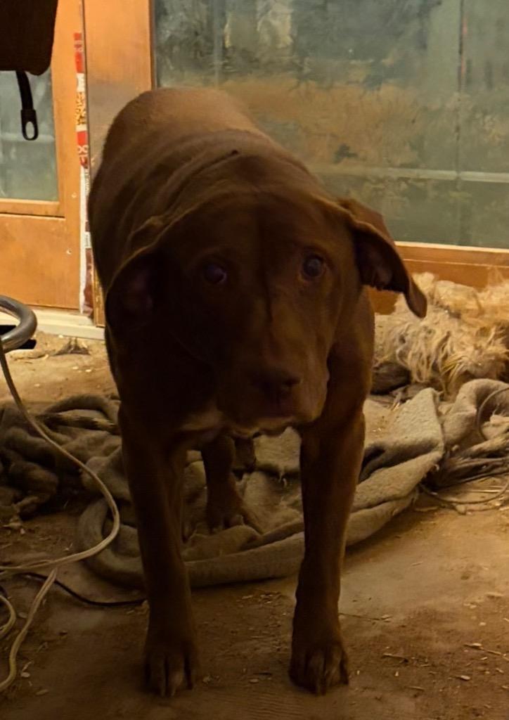 Cinnamon (adopted p/u 1/22), Adopted, Adult Female Labrador Retriever.