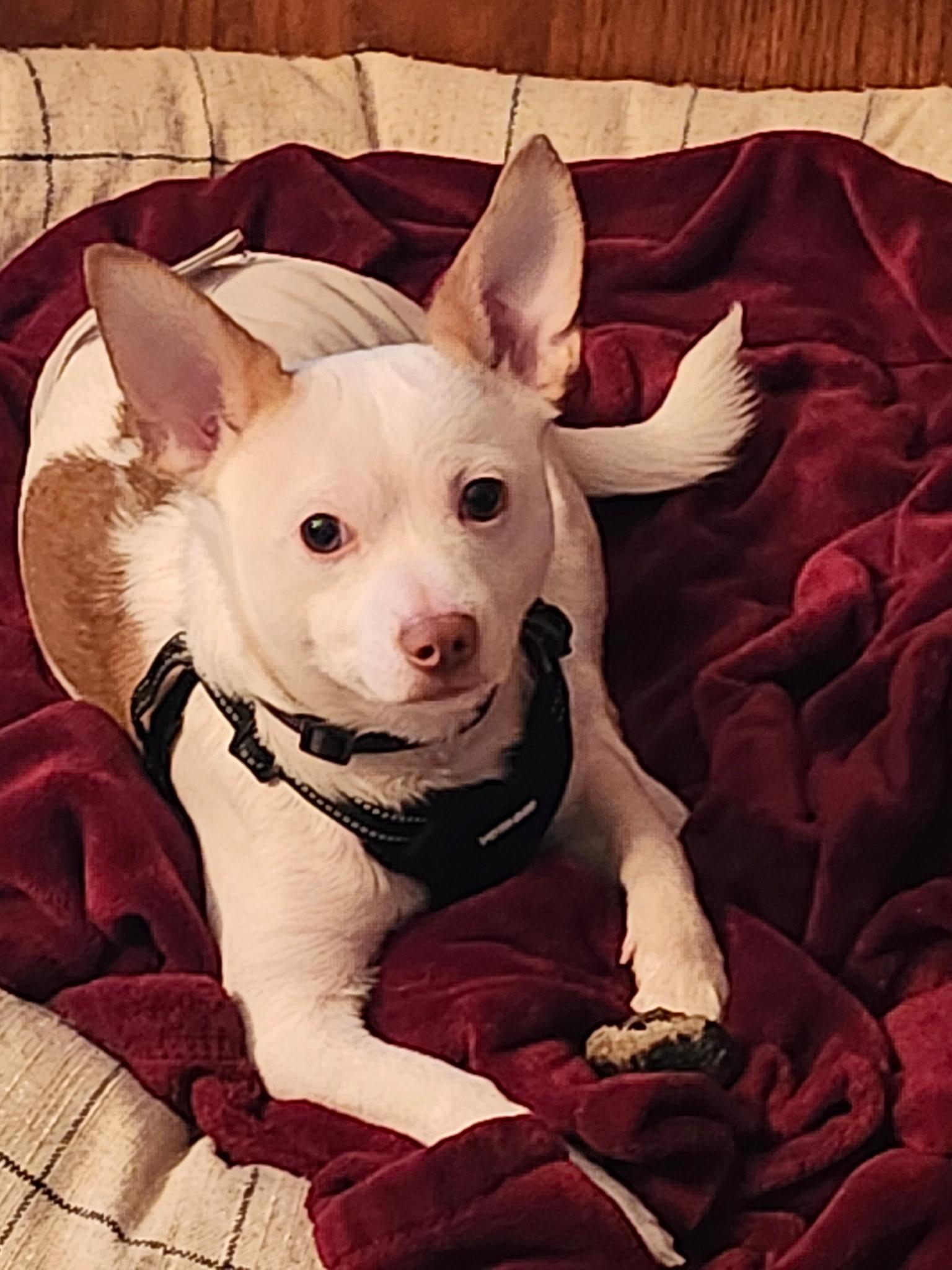 Enlarge Ciroq, a ADOPTABLE mixed breed in Cedar Rapids, IA image 4/5