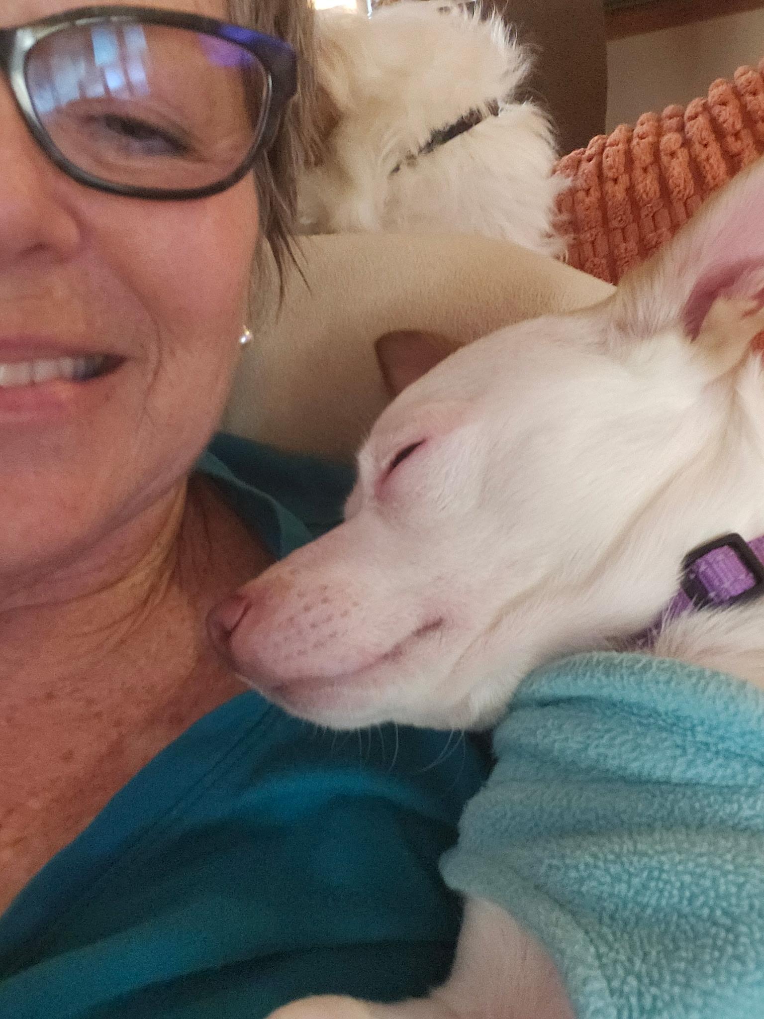 Enlarge Ciroq, a ADOPTABLE mixed breed in Cedar Rapids, IA image 2/5