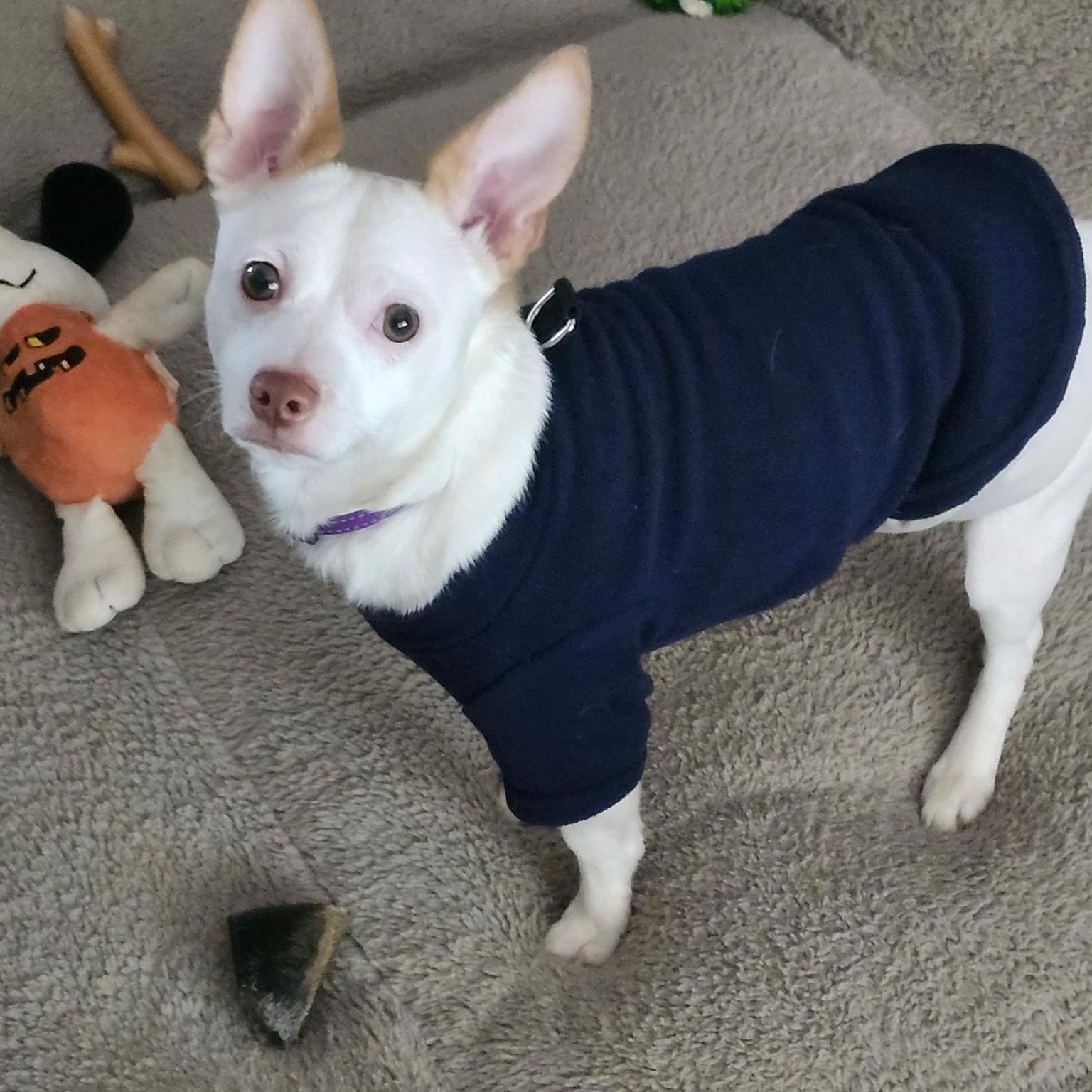 Ciroq, ADOPTABLE, Young Male Chihuahua.
