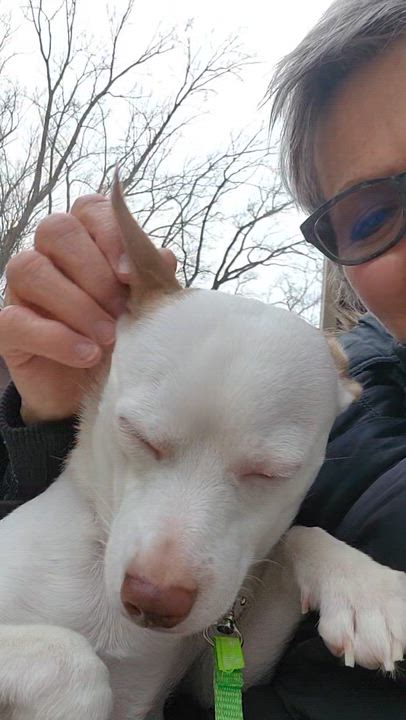 Enlarge Ciroq, a ADOPTABLE mixed breed in Cedar Rapids, IA video 5/5